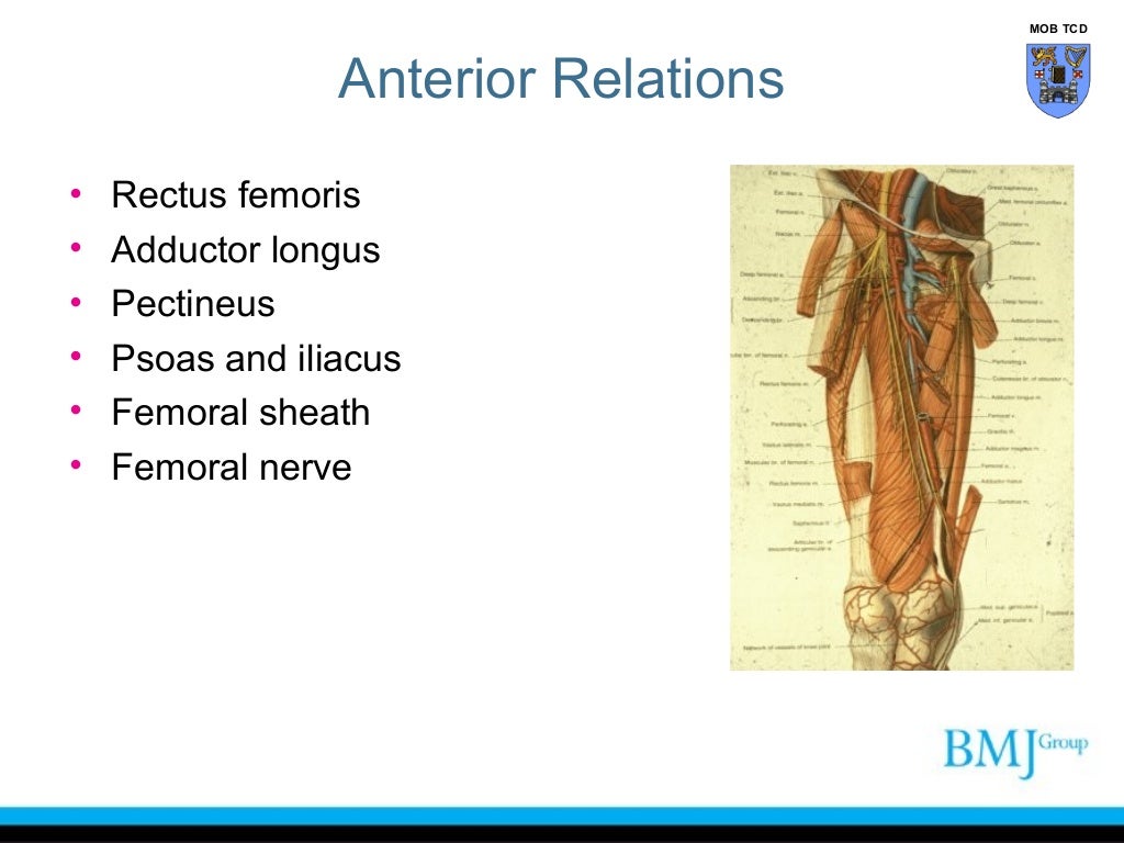 Anatomy of Hip joint