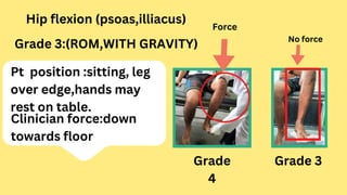 Hip flexion (psoas,illiacus)
Grade 3:(ROM,WITH GRAVITY)
Pt position :sitting, leg
over edge,hands may
rest on table.
Clinician force:down
towards floor
Grade
4
Grade 3
Force
No force
 
