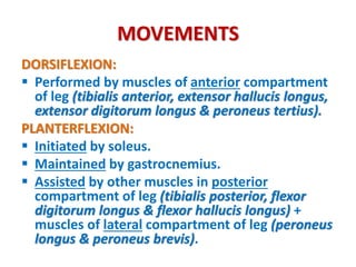 Hip, Knee & ankle joints (1).pdf lowerlimb | PDF