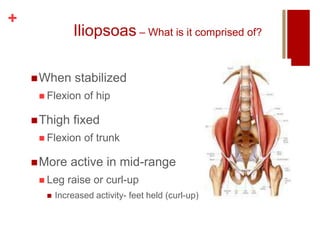 +
Iliopsoas – What is it comprised of?
When stabilized
 Flexion of hip
Thigh fixed
 Flexion of trunk
More active in mid-range
 Leg raise or curl-up
 Increased activity- feet held (curl-up)
 