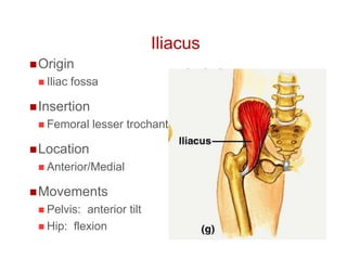 Iliacus
Origin
 Iliac fossa
Insertion
 Femoral lesser trochanter
Location
 Anterior/Medial
Movements
 Pelvis: anterior tilt
 Hip: flexion
 