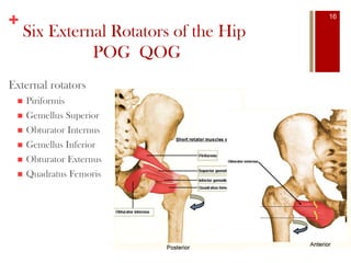 +
Six External Rotators of the Hip
POG QOG
External rotators
 Piriformis
 Gemellus Superior
 Obturator Internus
 Gemellus Inferior
 Obturator Externus
 Quadratus Femoris
16
 