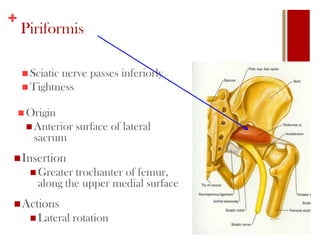 +
Piriformis
 Sciatic nerve passes inferiorly
 Tightness
 Origin
 Anterior surface of lateral
sacrum
Insertion
 Greater trochanter of femur,
along the upper medial surface
Actions
 Lateral rotation
 