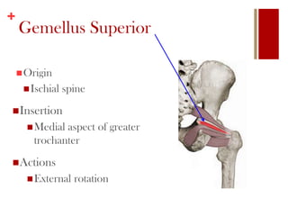 +
Gemellus Superior
Origin
Ischial spine
Insertion
Medial aspect of greater
trochanter
Actions
External rotation
 
