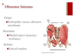 +
Obturator Internus
Origin
Ischiopubic ramus, obturator
membrane
Insertion
Medial aspect of greater
trochanter
Actions
Lateral rotation
 