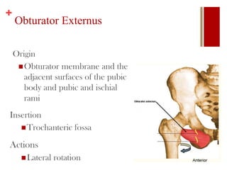 +
Obturator Externus
Origin
Obturator membrane and the
adjacent surfaces of the pubic
body and pubic and ischial
rami
Insertion
Trochanteric fossa
Actions
Lateral rotation
 