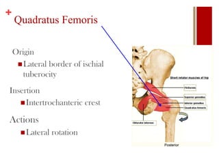 +
Quadratus Femoris
Origin
Lateral border of ischial
tuberocity
Insertion
Intertrochanteric crest
Actions
Lateral rotation
 