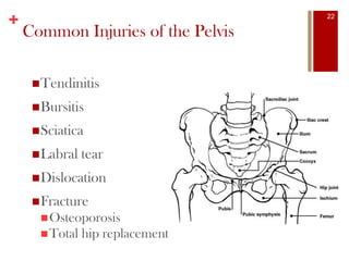 +
Common Injuries of the Pelvis
Tendinitis
Bursitis
Sciatica
Labral tear
Dislocation
Fracture
Osteoporosis
Total hip replacement
22
 