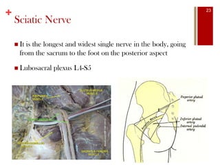 +
Sciatic Nerve
23
 It is the longest and widest single nerve in the body, going
from the sacrum to the foot on the posterior aspect
 Lubosacral plexus L4-S5
 