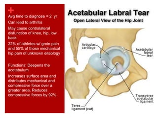 +Avg time to diagnose = 2 yr
Can lead to arthritis
May cause contralateral
disfunction of knee, hip, low
back
22% of athletes w/ groin pain
and 55% of those mechanical
hip pain of unknown eiteology
Functions: Deepens the
acetabulum
Increases surface area and
distributes mechanical and
compressive force over a
greater area. Reduces
compressive forces by 92%
25
 
