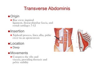 Transverse Abdominis
 Origin
 Iliac crest, inguinal
ligament, thoracolumbar fascia, and
costal cartilages 7-12
Insertion
 Xiphoid process, linea alba, pubic
crest via an aponeurosis
Location
 Deep
 Movements
 Compress the ribs and
viscera, providing thoracic and
pelvic stability
 