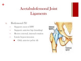 +
Acetabulofemoral Joint
Ligaments
1. Iliofemoral (Y)
• Supports most of BW
• Supports anterior hip (standing)
• Resists external, internal rotation
• Limits hyperextension
 Only anterior pelvic tilt
 