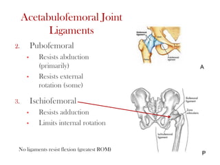 Acetabulofemoral Joint
Ligaments
2. Pubofemoral
• Resists abduction
(primarily)
• Resists external
rotation (some)
3. Ischiofemoral
• Resists adduction
• Limits internal rotation
No ligaments resist flexion (greatest ROM)
P
A
 