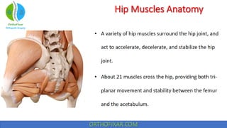 Hip muscles anatomy