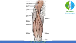 Hip muscles anatomy