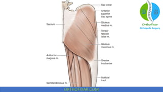 Hip muscles anatomy