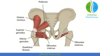 Hip muscles anatomy
