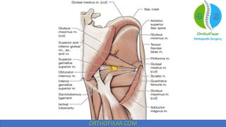 Hip muscles anatomy