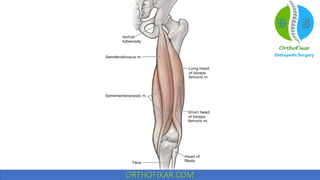 Hip muscles anatomy
