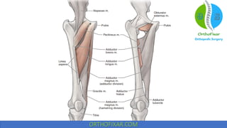 Hip muscles anatomy