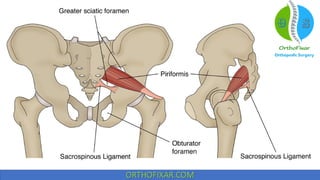 Hip muscles anatomy