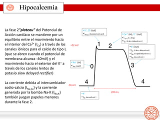 Hipocalcemia
La fase 2"plateau" del Potencial de
Acción cardíaco se mantiene por un
equilibrio entre el movimiento hacia
el interior del Ca2+ (ICa) a través de los
canales iónicos para el calcio de tipo L
(que se abren cuando el potencial de
membrana alcanza -40mV) y el
movimiento hacia el exterior del K+ a
través de los canales lentos de
potasio slow delayed rectifier)
La corriente debida al intercambiador
sodio-calcio (INa,Ca) y la corriente
generada por la bomba Na-K (INa,K)
también juegan papeles menores
durante la fase 2.
 