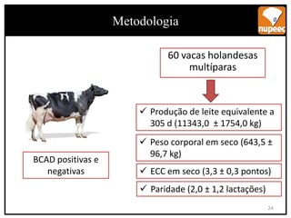  Produção de leite equivalente a
305 d (11343,0 ± 1754,0 kg)
 Peso corporal em seco (643,5 ±
96,7 kg)
 ECC em seco (3,3 ± 0,3 pontos)
 Paridade (2,0 ± 1,2 lactações)
BCAD positivas e
negativas
60 vacas holandesas
multíparas
OBJETIVOS
Metodologia
24
 