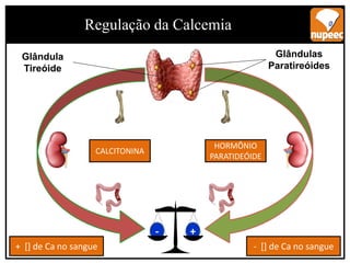 7
Regulação da Calcemia
Glândula
Tireóide
Glândulas
Paratireóides
CALCITONINA
HORMÔNIO
PARATIDEÓIDE
- +
+ [] de Ca no sangue - [] de Ca no sangue
 