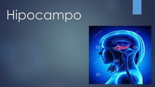 Hipocampo
 