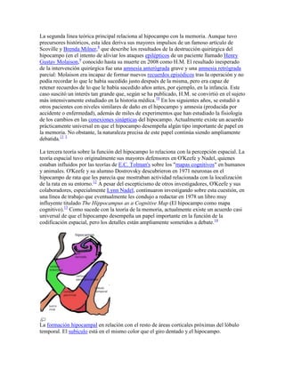 La segunda línea teórica principal relaciona al hipocampo con la memoria. Aunque tuvo
precursores históricos, esta idea deriva sus mayores impulsos de un famoso artículo de
Scoville y Brenda Milner,8
que describe los resultados de la destrucción quirúrgica del
hipocampo (en el intento de aliviar los ataques epilépticos de un paciente llamado Henry
Gustav Molaison,9
conocido hasta su muerte en 2008 como H.M. El resultado inesperado
de la intervención quirúrgica fue una amnesia anterógrada grave y una amnesia retrógrada
parcial: Molaison era incapaz de formar nuevos recuerdos episódicos tras la operación y no
podía recordar lo que le había sucedido justo después de la misma, pero era capaz de
retener recuerdos de lo que le había sucedido años antes, por ejemplo, en la infancia. Este
caso suscitó un interés tan grande que, según se ha publicado, H.M. se convirtió en el sujeto
más intensivamente estudiado en la historia médica.10
En los siguientes años, se estudió a
otros pacientes con niveles similares de daño en el hipocampo y amnesia (producida por
accidente o enfermedad), además de miles de experimentos que han estudiado la fisiología
de los cambios en las conexiones sinápticas del hipocampo. Actualmente existe un acuerdo
prácticamente universal en que el hipocampo desempeña algún tipo importante de papel en
la memoria. No obstante, la naturaleza precisa de este papel continúa siendo ampliamente
debatida.11 3
La tercera teoría sobre la función del hipocampo lo relaciona con la percepción espacial. La
teoría espacial tuvo originalmente sus mayores defensores en O'Keefe y Nadel, quienes
estaban influidos por las teorías de E.C. Tolman's sobre los "mapas cognitivos" en humanos
y animales. O'Keefe y su alumno Dostrovsky descubrieron en 1971 neuronas en el
hipocampo de rata que les parecía que mostraban actividad relacionada con la localización
de la rata en su entorno.12
A pesar del escepticismo de otros investigadores, O'Keefe y sus
colaboradores, especialmente Lynn Nadel, continuaron investigando sobre esta cuestión, en
una línea de trabajo que eventualmente les condujo a redactar en 1978 un libro muy
influyente titulado The Hippocampus as a Cognitive Map (El hipocampo como mapa
cognitivo).13
Como sucede con la teoría de la memoria, actualmente existe un acuerdo casi
universal de que el hipocampo desempeña un papel importante en la función de la
codificación espacial, pero los detalles están ampliamente sometidos a debate.14
La formación hipocampal en relación con el resto de áreas corticales próximas del lóbulo
temporal. El subículo está en el mismo color que el giro dentado y el hipocampo.
 