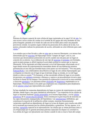 Patrones de disparo espacial de siete células de lugar registradas en la capa CA1 de rata. La
rata recorre varios cientos de vueltas en el sentido de las agujas del reloj alrededor de una
pista triangular, parando en el medio de cada uno de los lados para comer una pequeña
porción de comida. Los puntos negros indican las posiciones de la cabeza de la rata. Los
puntos coloreados indican los potenciales de acción, utilizando un color diferente para cada
célula.18
Los estudios que se han llevado a cabo en ratas que se mueven libremente y en ratones han
demostrado que las neuronas del hipocampo tienen "campos de lugar", esto es, son
neuronas que desencadenan potenciales de acción cuando una rata pasa por un lugar en
concreto de su entorno. Las evidencias de este tipo de neuronas en primates son limitadas,
quizá en parte porque es difícil registrar la actividad cerebral en monos que se mueven
libremente. Se ha registrado actividad neuronal a nivel del hipocampo relacionada con el
lugar donde monos de experimentación transitaban dentro de una habitación mientras
permanecían en una silla que limitaba hasta cierto punto sus movimientos.19
Por otra parte,
Edmund Rolls y sus colaboradores describieron en lugar de esto células hipocampales que
se disparan en relación con el lugar al que el primate dirige su mirada, en vez del lugar
donde se sitúa su cuerpo.20
En humanos, se han encontrado células de lugar en un estudio
de pacientes con epilepsia resistente a fármacos y sujetos a un procedimiento invasivo para
localizar la fuente de sus ataques. Esto permitía la exploración a través de la zona sometida
a resección quirúrgica. Los pacientes tenían electrodos de diagnóstico implantados en su
hipocampo. Posteriormente se les pidió que emplearan una computadora para desplazarse
en un entorno virtual que representaba una ciudad.21
Se han estudiado las respuestas dependientes de lugar en cientos de experimentos en cuatro
décadas, dando lugar a una gran cantidad de información.14
Las respuestas de las células de
lugar se muestran mediante células piramidales en el mismo hipocampo, y en las células
granulosas de la circunvolución dentada. Estas constituyen la gran mayoría de neuronas en
las capas densamente empaquetadas del hipotálamo. Las interneuronas inhibidoras, que
constituyen la mayoría de la población celular restante, muestran frecuentemente
variaciones significativas dependientes de lugar en la tasa de disparo, pero mucho más débil
de lo mostrado previamente por las células piramidales o granulosas. No hay apenas, si es
que hay, topografía espacial en la representación: las células que se sitúan próximas entre sí
en el hipocampo por lo general presentan patrones espaciales de disparo no correlativos.
Las células de lugar son típicamente casi silentes cuando la rata se mueve fuera del campo
 