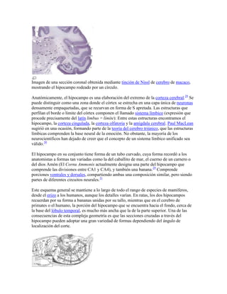 Imagen de una sección coronal obtenida mediante tinción de Nissl de cerebro de macaco,
mostrando el hipocampo rodeado por un círculo.
Anatómicamente, el hipocampo es una elaboración del extremo de la corteza cerebral.29
Se
puede distinguir como una zona donde el córtex se estrecha en una capa única de neuronas
densamente empaquetadas, que se recurvan en forma de S apretada. Las estructuras que
perfilan el borde o límite del córtex componen el llamado sistema límbico (expresión que
procede precisamente del latín limbus = límite): Entre estas estructuras encontramos el
hipocampo, la corteza cingulada, la corteza olfatoria y la amígdala cerebral. Paul MacLean
sugirió en una ocasión, formando parte de la teoría del cerebro triúnico, que las estructuras
límbicas comprenden la base neural de la emoción. No obstante, la mayoría de los
neurocientíficos han dejado de creer que el concepto de un sistema límbico unificado sea
válido.30
El hipocampo en su conjunto tiene forma de un tubo curvado, cuya forma recordó a los
anatomistas a formas tan variadas como la del caballito de mar, el cuerno de un carnero o
del dios Amón (El Cornu Ammonis actualmente designa una parte del hipocampo que
comprende las divisiones entre CA1 y CA4), y también una banana.29
Comprende
porciones ventrales y dorsales, compartiendo ambas una composición similar, pero siendo
partes de diferentes circuitos neurales.31
Este esquema general se mantiene a lo largo de todo el rango de especies de mamíferos,
desde el erizo a los humanos, aunque los detalles varían. En ratas, los dos hipocampos
recuerdan por su forma a bananas unidas por su tallo, mientras que en el cerebro de
primates o el humano, la porción del hipocampo que se encuentra hacia el fondo, cerca de
la base del lóbulo temporal, es mucho más ancha que la de la parte superior. Una de las
consecuencias de esta compleja geometría es que las secciones cruzadas a través del
hipocampo pueden adoptar una gran variedad de formas dependiendo del ángulo de
localización del corte.
 