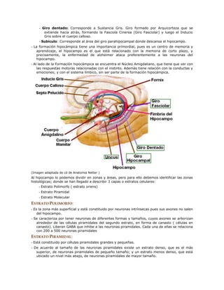 - Giro dentado: Corresponde a Sustancia Gris. Giro formado por Arquicorteza que se
extiende hacia atrás, formando la Fasciola Cinerea (Giro Fasciolar) y luego el Inducio
Gris sobre el cuerpo calloso.
- Subículo: Corresponde al área del giro parahipocampal donde descansa el hipocampo.
- La formación hipocámpica tiene una importancia primordial, pues es un centro de memoria y
aprendizaje, el hipocampo es el que está relacionado con la memoria de corto plazo, y
precisamente, la enfermedad de alzheimer ataca preferentemente a las neuronas del
hipocampo.
- Al lado de la Formación hipocámpica se encuentra el Núcleo Amigdaliano, que tiene que ver con
las respuestas motoras relacionadas con el instinto. Además tiene relación con la conductas y
emociones; y con el sistema límbico, sin ser parte de la formación hipocámpica.
(Imagen adaptada de cd de Anatomia Netter )
Al hipocampo lo podemos dividir en zonas y áreas, pero para ello debemos identificar las zonas
histológicas; donde se han llegado a describir 3 capas o estratos celulares:
- Estrato Polimorfo ( estrato oriens)
- Estrato Piramidal
- Estrato Molecular
ESTRATO POLIMORFO:
- Es la zona más superficial y está constituido por neuronas intrínsecas pues sus axones no salen
del hipocampo.
- Se caracteriza por tener neuronas de diferentes formas y tamaños, cuyos axones se arborizan
alrededor de las células piramidales del segundo estrato, en forma de canasto ( células en
canasto). Liberan GABA que inhibe a las neuronas piramidales. Cada una de ellas se relaciona
con 200 a 500 neuronas piramidales
ESTRATO PIRAMIDAL:
- Está constituido por células piramidales grandes y pequeñas.
- De acuerdo al tamaño de las neuronas piramidales existe un estrato denso, que es el más
superior, de neuronas piramidales de pequeño tamaño; y un estrato menos denso, que está
ubicado un nivel más abajo, de neuronas piramidales de mayor tamaño.
 