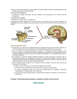 - Ésta vía es la más importante. Circula desde la Corteza Entorrinal del giro parahipocampal a las
Células Granulares del Giro Dentado.
Vía de las Fibras Musgosas
- Va desde las células granulares del giro dentado a las piramidales de la región CA3 del
hipocampo.
Vía Colateral de Schaffer
- Proyecta de la región CA3 a la región CA1.
El hipocampo recibe además otras vías aferentes que provienen de los núcleos septales, del
hipotálamo, del locus ceruleus (el que tiene que ver con el movimiento de los ojos durante el
sueño).
FUNCION HIPOCÁMPICA
- El hipocampo es la estructura fundamental para el almacenamiento de la memoria explícita, lo
cual se fundamenta en las características de plasticidad que presentan sus neuronas.
- En el ser humano el sistema hipocámpico se asocia a la llamada memoria episódica y a la
memoria espacial. Las personas con daño hipocámpico, en especial en el hipocampo derecho,
presentan problemas para la ubicación de objetos individuales en un ambiente (memoria con
contenido espacial).
- Sin embargo, la memoria espacial depende también de otras estructuras nerviosas. Así, el
lóbulo parietal parece ser importante en relación al conocimiento espacial, tipo de memoria
que parece estar presente en diferentes áreas de la corteza de ese lóbulo, en cada una de las
cuales puede tener un tipo de representación diferente.
- Como la representación espacial es un fenómeno muy complejo, diversas otras estructuras
participan en su manejo:
- El lóbulo frontal transforma el conocimiento espacial en acciones.
- La corteza motora usa referencias espaciales para codificar sus programas.
- La corteza premotora tiene una serie de representaciones espaciales diferentes
relacionadas con la generación de movimiento.
- La corteza prefrontal maneja también representación espacial y participa en la memoria de
corto plazo.
Cariotipo Cromosomas grandes medianos y pequeños. Carácter normal y anormal
Hipocampo
 