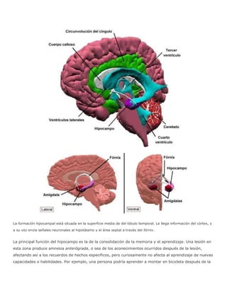 La formación hipocampal está situada en la superficie media de del lóbulo temporal. Le llega información del córtex, y
a su vez envía señales neuronales al hipotálamo y el área septal a través del fórnix.
La principal función del hipocampo es la de la consolidación de la memoria y el aprendizaje. Una lesión en
esta zona produce amnesia anterógrada, o sea de los aconecimientos ocurridos después de la lesión,
afectando así a los recuerdos de hechos específicos, pero curiosamente no afecta al aprendizaje de nuevas
capacidades o habilidades. Por ejemplo, una persona podría aprender a montar en bicicleta después de la
 