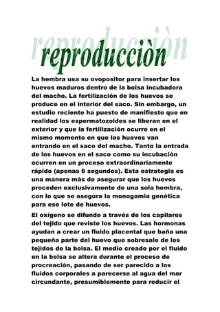 La hembra usa su ovopositor para insertar los
huevos maduros dentro de la bolsa incubadora
del macho. La fertilización de los huevos se
produce en el interior del saco. Sin embargo, un
estudio reciente ha puesto de manifiesto que en
realidad los espermatozoides se liberan en el
exterior y que la fertilización ocurre en el
mismo momento en que los huevos van
entrando en el saco del macho. Tanto la entrada
de los huevos en el saco como su incubación
ocurren en un proceso extraordinariamente
rápido (apenas 6 segundos). Esta estrategia es
una manera más de asegurar que los huevos
proceden exclusivamente de una sola hembra,
con lo que se asegura la monogamia genética
para ese lote de huevos.
El oxígeno se difunde a través de los capilares
del tejido que reviste los huevos. Las hormonas
ayudan a crear un fluido placental que baña una
pequeña parte del huevo que sobresale de los
tejidos de la bolsa. El medio creado por el fluido
en la bolsa se altera durante el proceso de
procreación, pasando de ser parecido a los
fluidos corporales a parecerse al agua del mar
circundante, presumiblemente para reducir el
 