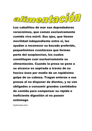 Los caballitos de mar son depredadores
voracísimos, que comen exclusivamente
comida viva móvil. Sus ojos, que tienen
movilidad independiente entre si, les
ayudan a reconocer su bocado preferido,
pequeñísimos crustáceos que forman
parte del zooplancton, los cuales
constituyen casi exclusivamente su
alimentación. Cuando la presa se pone a
su alcance es aspirada a través de su
hocico óseo por medio de un rapidísimo
golpe de su cabeza. Tragan enteras a sus
presas al no disponer de dientes, y se ven
obligados a consumir grandes cantidades
de comida para compensar su rápida e
ineficiente digestión al no poseer
estómago.
(hydronauta.com)
 