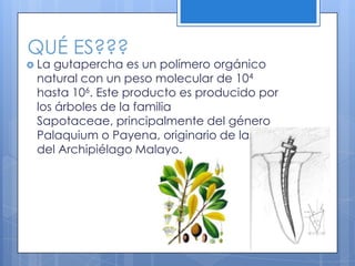 QUÉ ES???La gutapercha es un polímero orgánico natural con un peso molecular de 104 hasta 106. Este producto es producido por los árboles de la familia Sapotaceae, principalmente del género Palaquium o Payena, originario de las islas del Archipiélago Malayo.