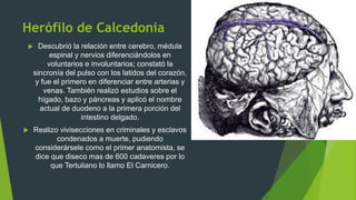 Herófilo de Calcedonia
 Descubrió la relación entre cerebro, médula
espinal y nervios diferenciándolos en
voluntarios e involuntarios; constató la
sincronía del pulso con los latidos del corazón,
y fue el primero en diferenciar entre arterias y
venas. También realizó estudios sobre el
hígado, bazo y páncreas y aplicó el nombre
actual de duodeno a la primera porción del
intestino delgado.
 Realizo vivisecciones en criminales y esclavos
condenados a muerte, pudiendo
considerársele como el primer anatomista, se
dice que diseco mas de 600 cadaveres por lo
que Tertuliano lo llamo El Carnicero.
 
