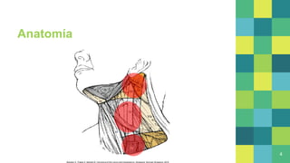 Anatomía
4
Bahadur S, Thakar A, Mohanti B. Carcinoma of the Larynx and Hypopharynx. Singapore: Springer Singapore; 2019.
 
