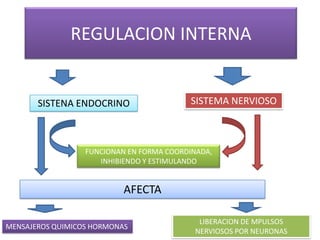 REGULACION INTERNASISTEMA NERVIOSOSISTENA ENDOCRINO FUNCIONAN EN FORMA COORDINADA, INHIBIENDO Y ESTIMULANDO AFECTALIBERACION DE MPULSOS NERVIOSOS POR NEURONAS MENSAJEROS QUIMICOS HORMONAS 