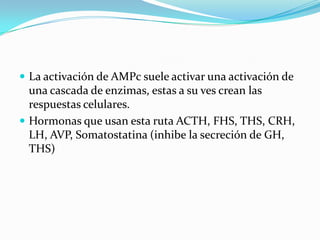La activación de AMPc suele activar una activación de una cascada de enzimas, estas a su ves crean las respuestas celulares.Hormonas que usan esta ruta ACTH, FHS, THS, CRH, LH, AVP, Somatostatina (inhibe la secreción de GH, THS)