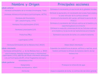 Nombre y Origen Principales acciones Lóbulo anterior Hormona estimulante de la tiroides (tirotropina, TSH) Estimula el crecimiento y la secreción de la glándula tiroides Hormona Adrenocorticotrópica (corticotropina, ACTH) Estimula la secreción y el crecimiento de la zona fasciculada y la zona reticular de la corteza adrenal Hormona del Crecimiento  (GH, somatotropina, STH) Acelera el crecimiento del cuerpo; estimula la secreción de FCSI-I Hormona Foliculostimulante (FSH) Estimula el crecimiento del folículo ovárico en la hembra y la espermatogénesis en el macho Hormona Luteinizante (LH) Estimula la ovulación y luteinización de los folículos ováricos en la hembra y la secreción de testosterona en el macho Prolactina (PRL) Estimula la secreción de leche y la conducta materna -Lipotropina (-LPH) ¿? -Hormona Estimulante de los Melanocitos (-MSH) Véase lóbulo intermedio Lóbulo intermedio Hormonas estimulantes , y  de los Melanocitos (, y -MSH; colectivamente llamadas melanotropina o intermedina) Expanden los malanóforos en peces, anfibios y reptiles; en el hombre estimulan la síntesis de melanina dentro de los melanocitos -Lipotropina (-LPH), péptido del lóbulo intermedio semejante a la corticotropina (CLIP), otros fragmentos de la pro-opiomelanocortina ¿? Lóbulo posterior Vasopresina  (Hormona Antidiurética, ADH) Promueve la retención de agua Oxitocina Causa la expulsión de leche, la contracción del útero grávido 