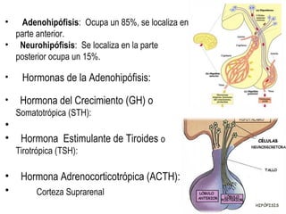 • Adenohipófisis: Ocupa un 85%, se localiza en 
parte anterior. 
• Neurohipófisis: Se localiza en la parte 
posterior ocupa un 15%. 
• Hormonas de la Adenohipófisis: 
• Hormona del Crecimiento (GH) o 
Somatotrópica (STH): 
• 
• Hormona Estimulante de Tiroides o 
Tirotrópica (TSH): 
• Hormona Adrenocorticotrópica (ACTH): 
• Corteza Suprarenal 
 