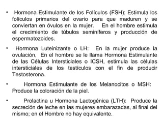 • Hormona Estimulante de los Folículos (FSH): Estimula los 
folículos primarios del ovario para que maduren y se 
conviertan en óvulos en la mujer. En el hombre estimula 
el crecimiento de túbulos seminíferos y producción de 
espermatozoides. 
• Hormona Luteinizante o LH: En la mujer produce la 
ovulación, En el hombre se le llama Hormona Estimulante 
de las Células Intersticiales o ICSH, estimula las células 
intersticiales de los testículos con el fin de producir 
Testosterona. 
• Hormona Estimulante de los Melanocitos o MSH: 
Produce la coloración de la piel. 
• Prolactina u Hormona Lactogénica (LTH): Produce la 
secreción de leche en las mujeres embarazadas, al final del 
mismo; en el Hombre no hay equivalente. 
 