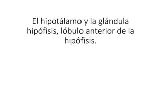 El hipotálamo y la glándula 
hipófisis, lóbulo anterior de la 
hipófisis. 
 