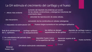 La GH estimula el crecimiento del cartílago y el hueso
• efecto más evidente
aumento del depósito de proteínas por acción
de las células condrocíticas y osteógenas inductoras del
crecimiento óseo;
velocidad de reproducción de estas células,
conversión de los condrocitos en células osteógenas
dos mecanismo:
1. respuesta a la estimulación GH Huesos largos aumenta en los cartílagos epifisarios
depósito de cartílago nuevo a
conversión en hueso nuevo;
las diáfisis se alargan
separándose de las epífisis
cartílago epifisario
va desapareciendo
final de la adolescencia
Sin C. epifisiario.
2. los osteoblastos del periostio óseo
Y cavidades óseas
depositan hueso nuevo
en la superficie del viejo
Eliminan
Hueso viejo
Aposición supera al de
resorción hueso aumenta.
GH efecto estimulante osteoblastos
Grosor
 