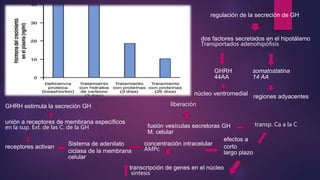 regulación de la secreción de GH
dos factores secretados en el hipotálamo
Transportados adenohipófisis
GHRH
44AA
somatostatina
14 AA
núcleo ventromedial
regiones adyacentes
GHRH estimula la secreción GH
unión a receptores de membrana específicos
en la sup. Ext. de las C. de la GH
receptores activan Sistema de adenilato
ciclasa de la membrana
celular
concentración intracelular
AMPc
efectos a
corto
largo plazo
transp. Ca a la Cfusión vesículas secretoras GH
M. celular
liberación
transcripción de genes en el núcleo
síntesis
 