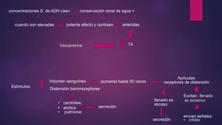 concentraciones S. de ADH caen conservación renal de agua +
cuando son elevadas potente efecto y contraen arteriolas
Estímulos:
Volumen sanguíneo aumenta hasta 50 veces
Auriculas:
receptores de distensión
Excitan, llenado
es excesivo
envían señales:
• inhibir
llenado es
escaso
secreción
Distensión barorreceptores
• carotídea,
• aórtica
• pulmonar
secreción
TAVasopresina
 