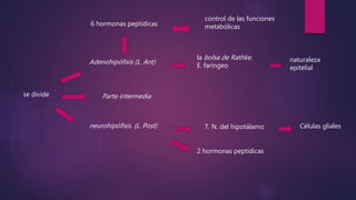 se divide
Adenohipófisis (L. Ant)
neurohipófisis. (L. Post)
Parte intermedia
la bolsa de Rathke,
E. faríngeo
T. N. del hipotálamo
naturaleza
epitelial
Células gliales
6 hormonas peptídicas
2 hormonas peptídicas
control de las funciones
metabólicas
 